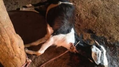 Photo of સુબીરના બરડા ગામે દીપડાએ બકરી પર હુમલો કરતા બકરીનું મૃત્યુ:
