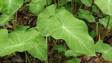 Photo of ડાંગ જિલ્લાના આદિવાસીઓ અમાસના નવા દિવસે હનુમાન દાદા અને ગાય દેવીની પૂજા કર્યા બાદ જ “તેરા સન”ની ઉજવણી કરતા હોય