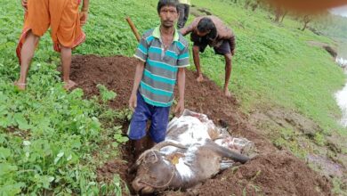 Photo of ડાંગ જિલ્લામાં વરસાદને પગલે એક બળદ તણાયો :