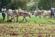 Photo of વિકસિત કૃષિ સંકલ્પ અભિયાન: વૈજ્ઞાનિકો ખેડૂતો સાથે જોડાશે